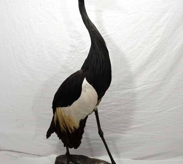 African Gray Crowned Crane