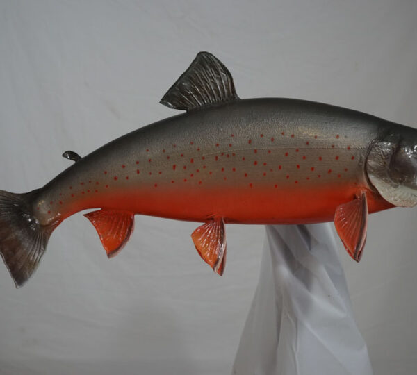 Arctic Char