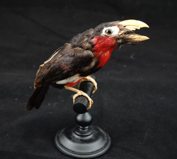 Barbet