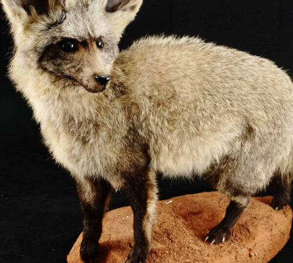 Bat-eared Fox