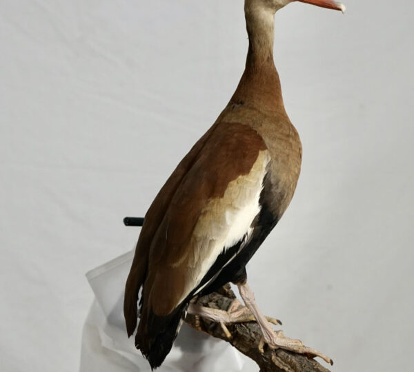 Black-bellied Tree Duck