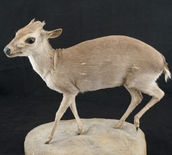 Blue Duiker