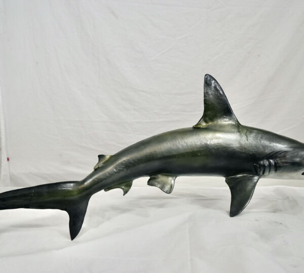 Bonnethead Shark