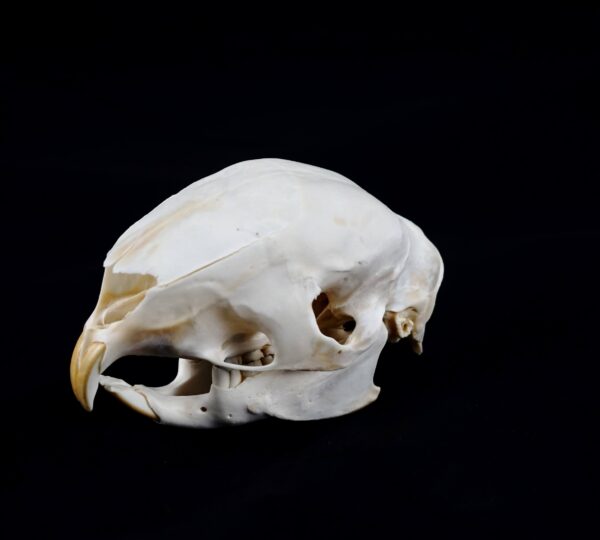 Cape Porcupine