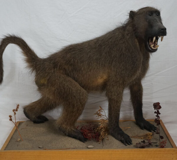 Chacma Baboon