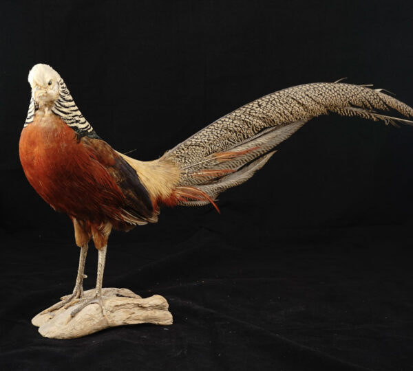 Chinese Golden Pheasant
