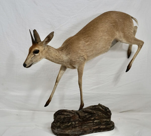 Common Duiker