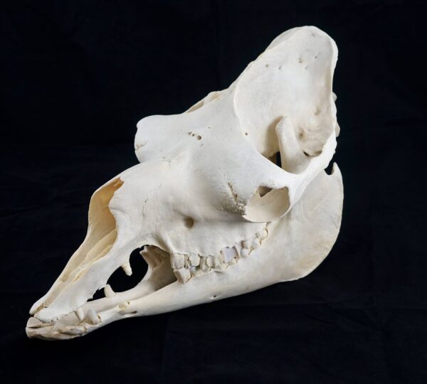 Dromedary Camel