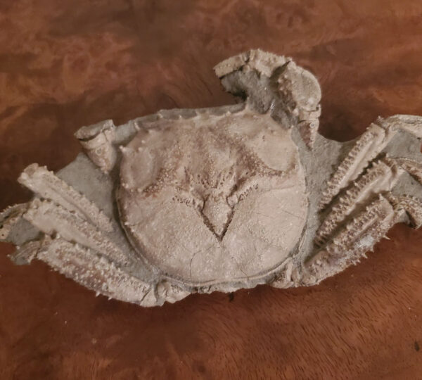 Crab