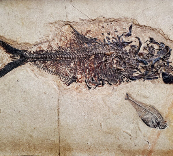 Fish