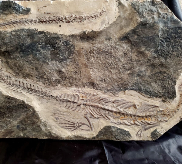 Mesosaur