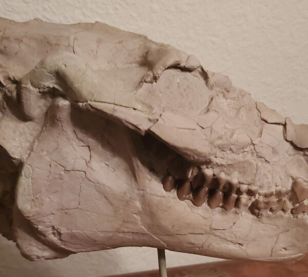 Oreodont Skull