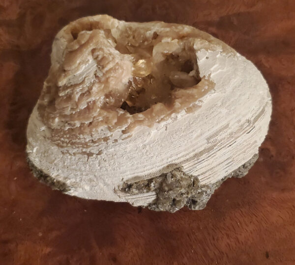 Clam & Calcite