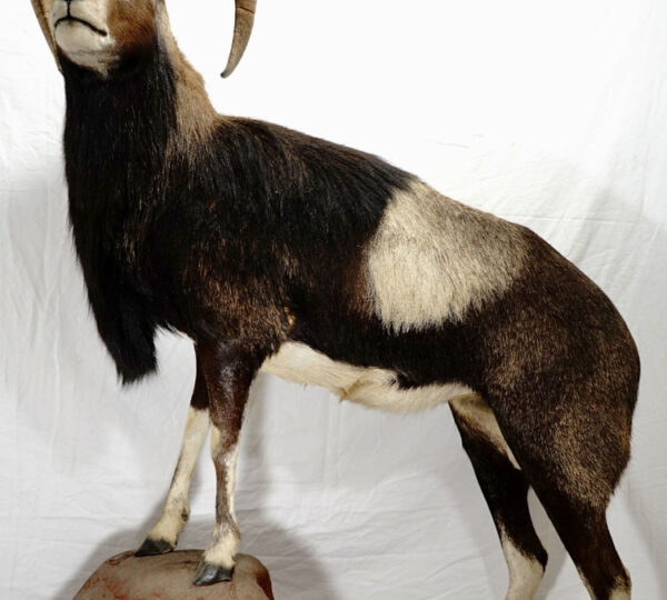 Iberian Mouflon Sheep