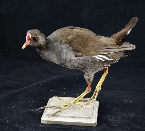 Common Gallinule