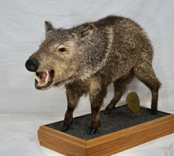 Collared Peccary