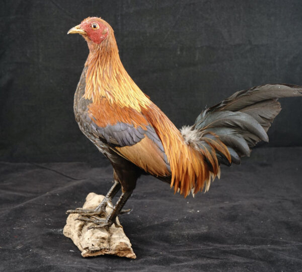 Jungle Fowl