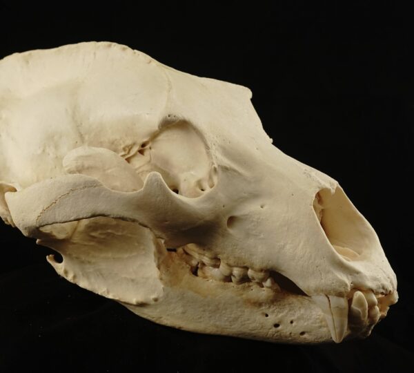 Kodiak Bear