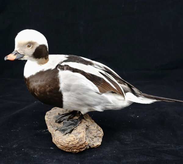 Long-tailed Duck