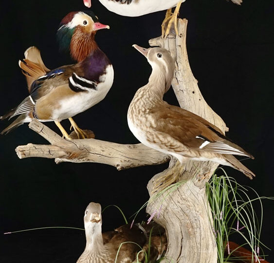 Mandarin Ducks