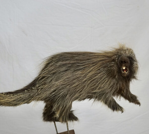 North American Porcupine