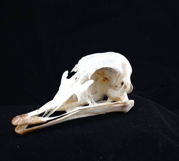 Ostrich