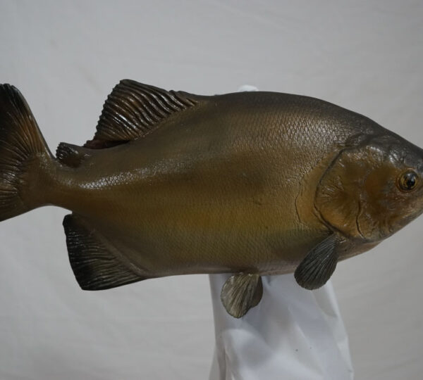 Pacu