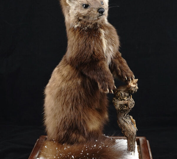 Pine Marten