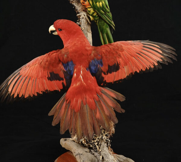 Rainbow and Scarlet Lorikeets
