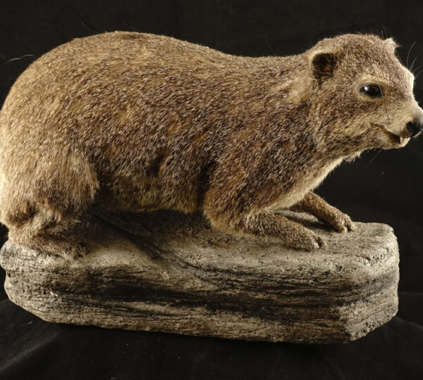 Rock Hyrax