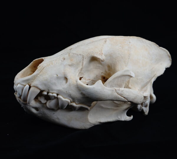 Spotted Hyena