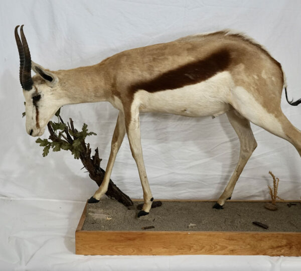 Springbok
