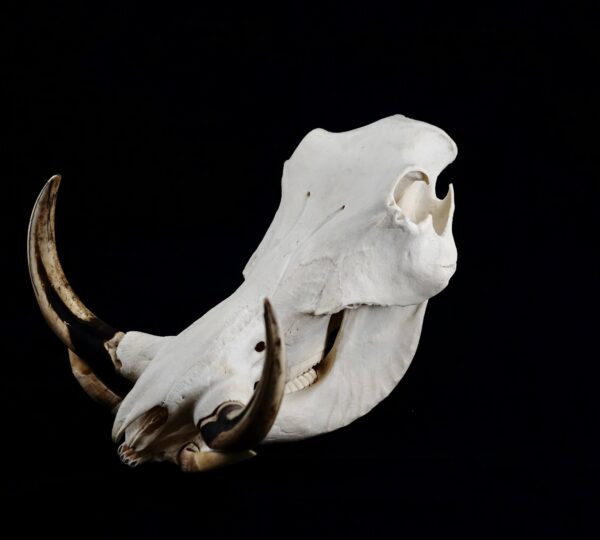 Warthog