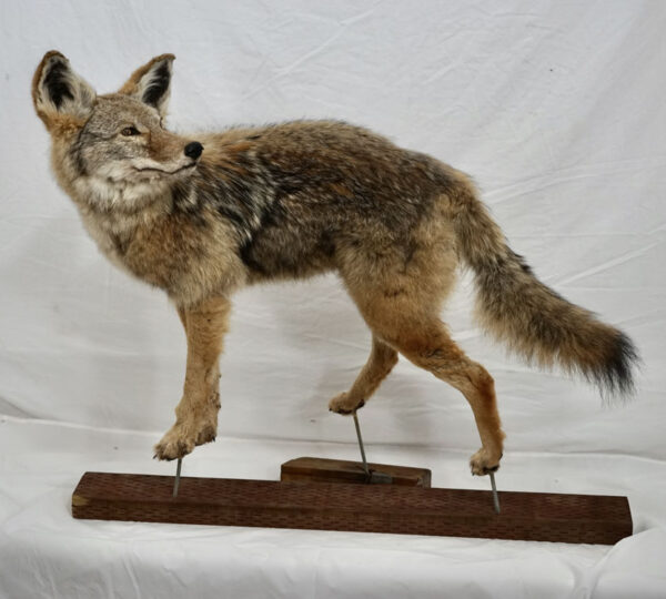 Coyote
