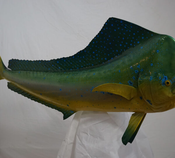 Dorado