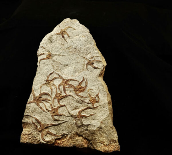 Brittle Stars