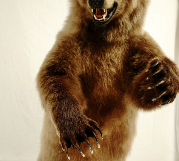 Grizzly Bear