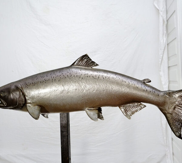 King Salmon