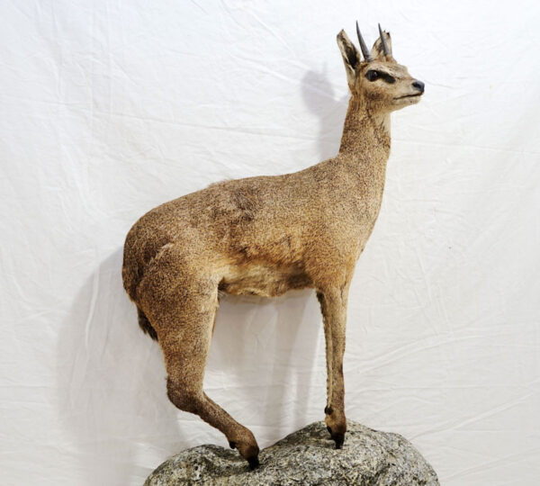 Klipspringer
