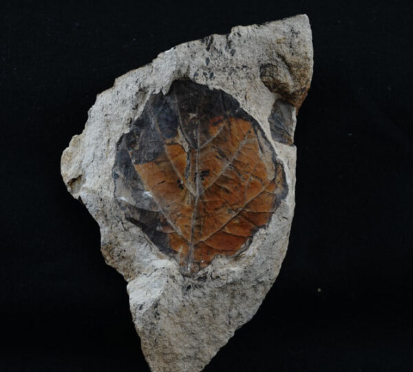 Leaf