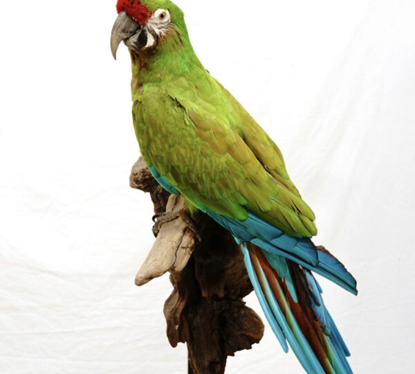 Military Macaw