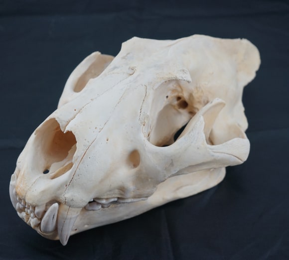 African Lion