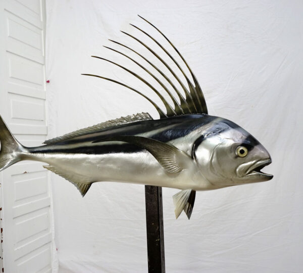 Rooster Fish