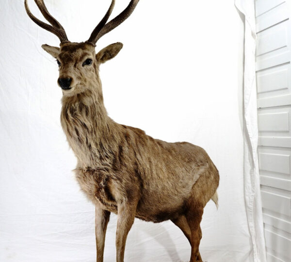 Sika Deer