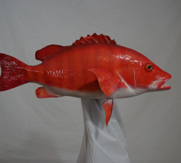 Snapper