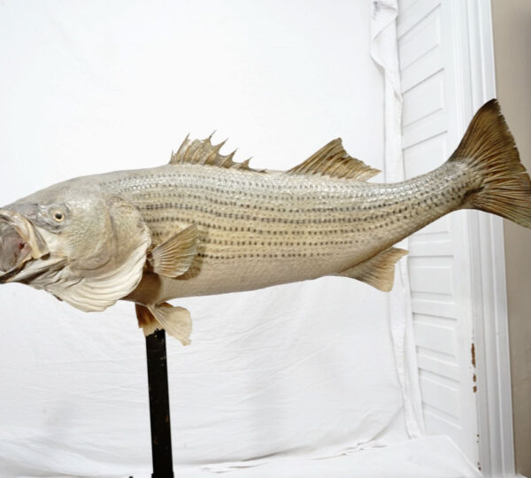 Striped Bass