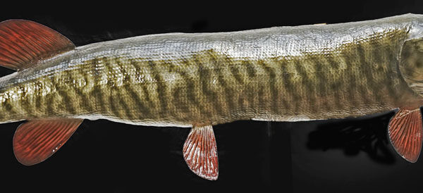 Tiger Muskellunge