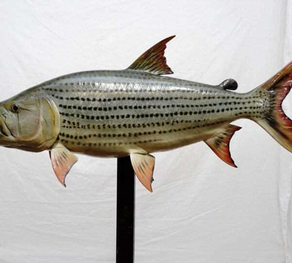 Tiger Fish