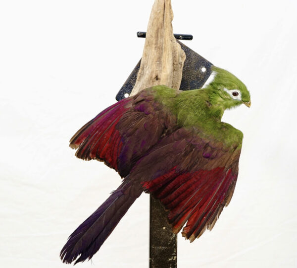 Turaco
