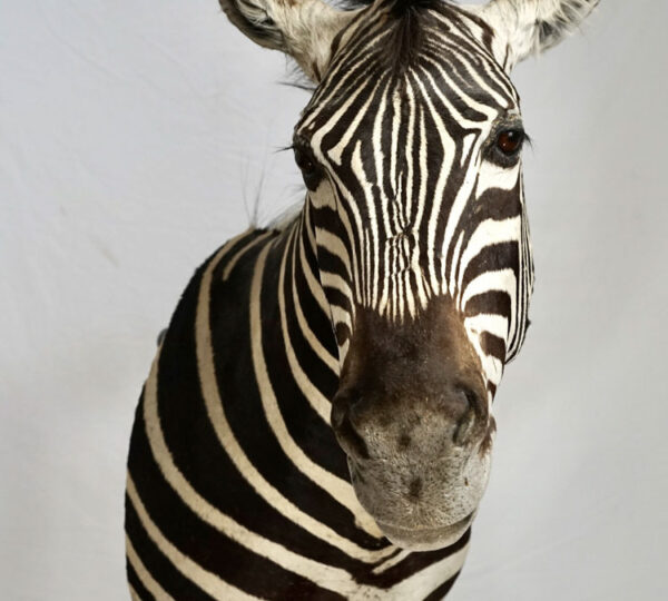 Grant's Zebra